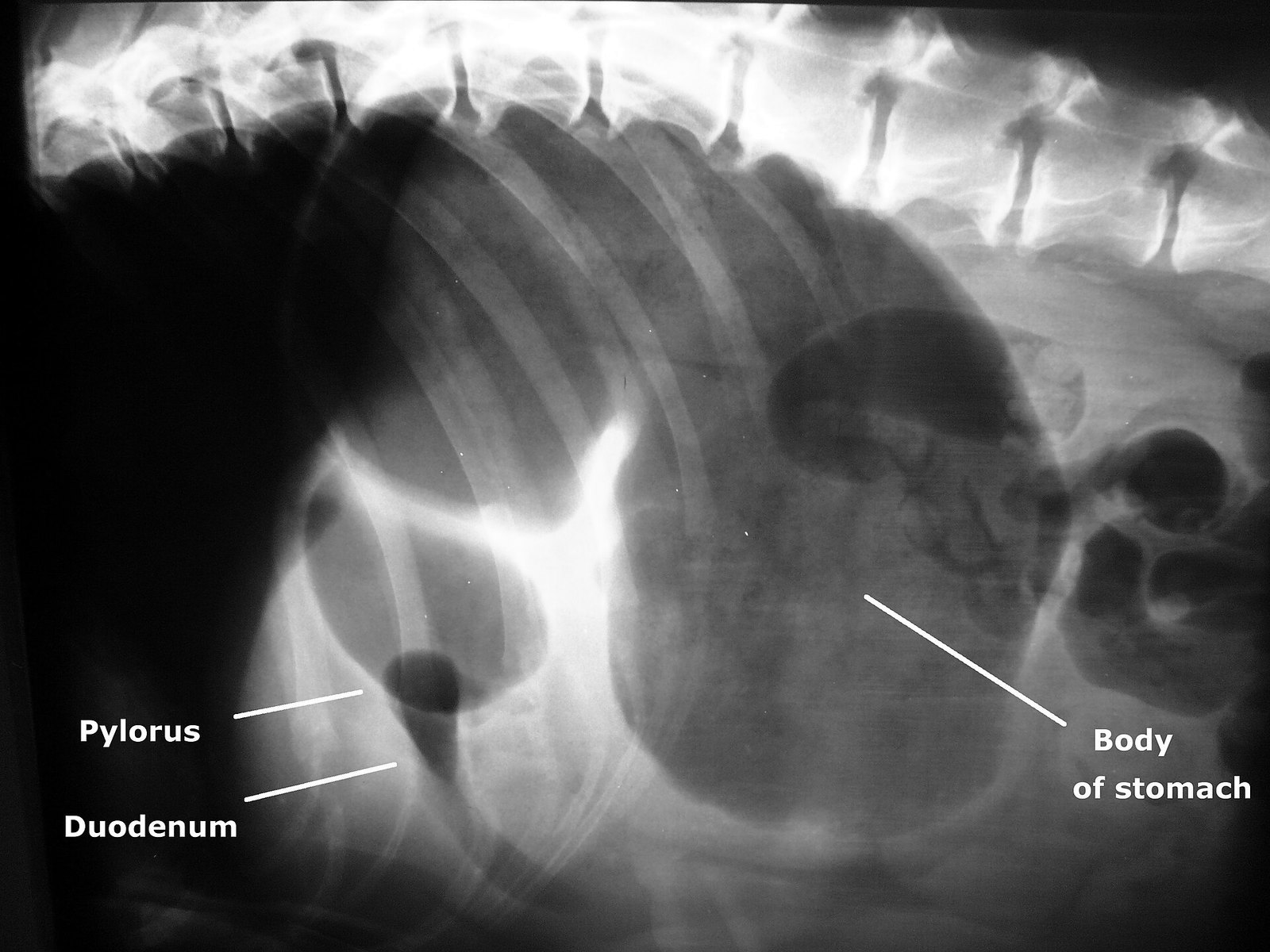 GDV radiograph