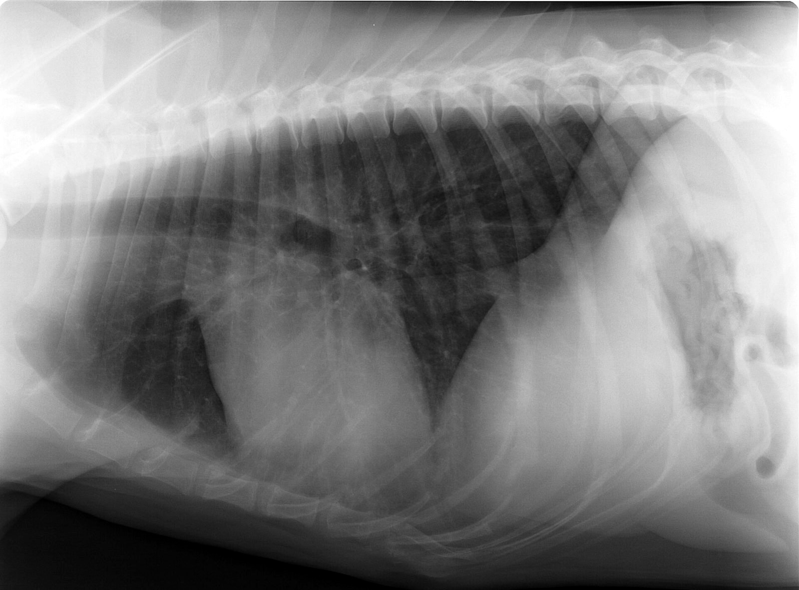 Lateral thoracic radiograph of a dog